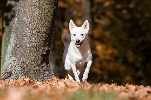 カナーンドッグ：野生生活を数世代送っていた犬種