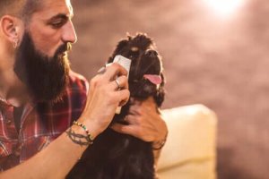 教えてほしい!ワンちゃんの涙やけケアの方法とは?