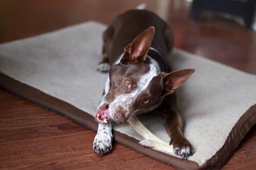 中型犬にピッタリなエサ：食生活の改善は人生を改善する！