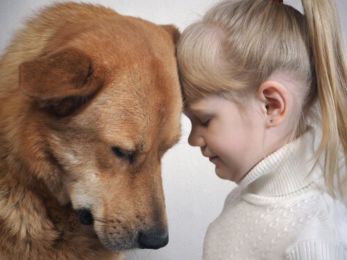 犬が私たち人間の表情を読み取っているのはホント？