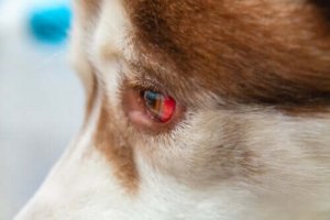 犬の結膜下出血とその治療法:結膜下出血になりやすい犬はいる?