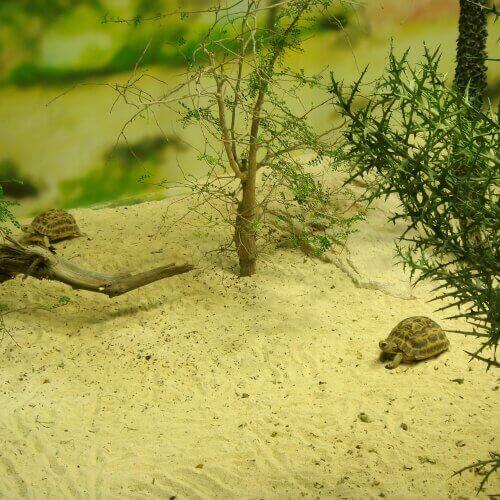 自宅のカメ カメ リクガメ 鼻炎