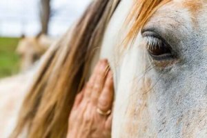 馬は人の気持ちが分かっているのをご存知ですか?