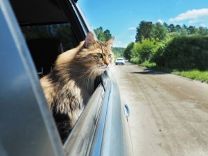 ネコを車に慣れさせるには?出かける時のアドバイス