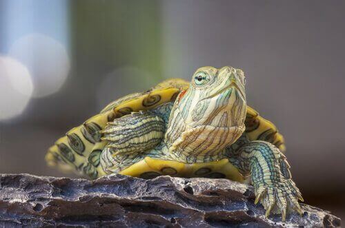 カメとリクガメの鼻炎とその治療法：知っておきたいこと