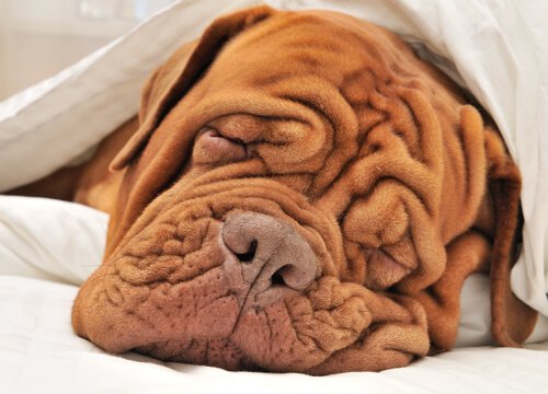 シワ 犬 ケア