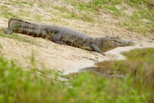 南米のクロコダイル:パラグアイカイマンの特徴とは?