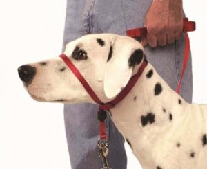 しつけに効果的!犬用ヘッドカラーを正しく使う方法