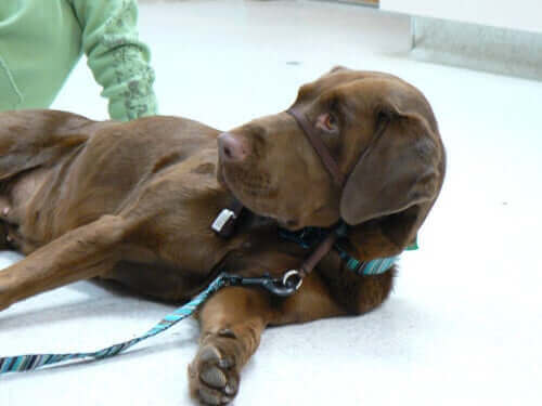 しつけに効果的! 犬用ヘッドカラー を正しく使う方法 横たわる犬