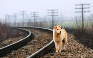 犬や猫を保護するときに考慮すべき大切な7つのこと