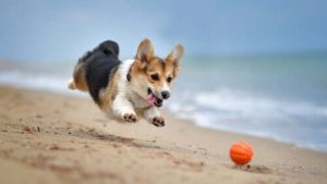 自然界で起こる「ドワーフィズム」の原因について