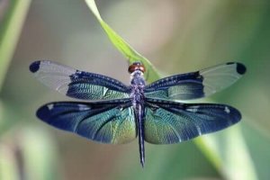 水生昆虫から空飛ぶ昆虫へ:トンボの変態について学ぶ