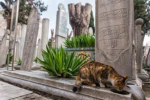 何世紀にも渡る歴史:猫のあふれる街イスタンブール