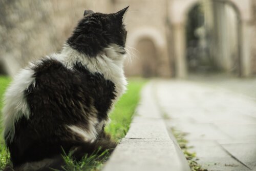 背を向ける猫 イスタンブール 猫