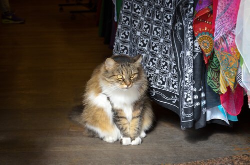 貫禄のある猫 イスタンブール 猫