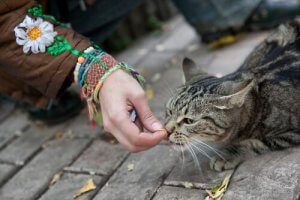 野良猫と信頼関係を築くためのポイントってなに?