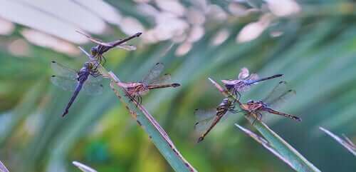水生昆虫から空飛ぶ昆虫へ: トンボ の変態について学ぶ トンボの成長