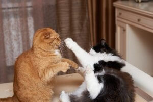 猫がケンカをする理由について:ケンカを防ぐヒント!