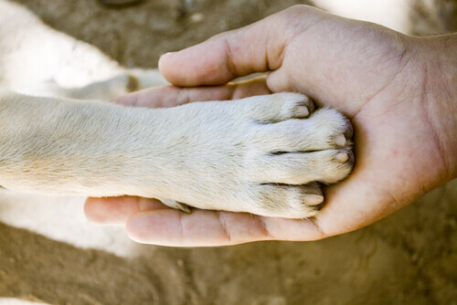 最も強いのはどのワンちゃん？足の力が強い６つの犬種