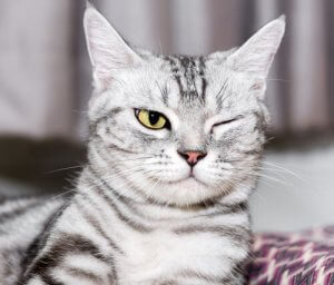 猫の目の病気について:正しい予防とお手入れの方法