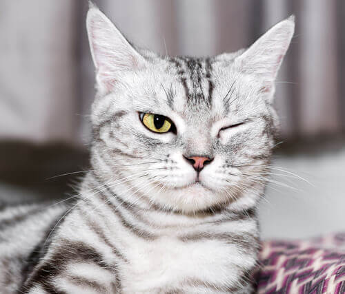 猫の目の病気について：正しい予防とお手入れの方法