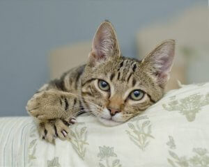 猫が爪を使うのはなぜ?猫の爪とぎ問題について