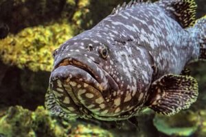 大西洋ゴリアテハタってどんな魚?特徴と生息地について
