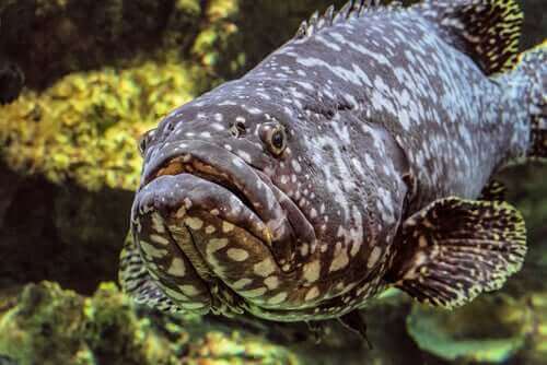 大西洋ゴリアテハタってどんな魚？特徴と生息地について