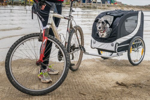 犬の散歩にサイクルトレーラーを使ってみませんか？