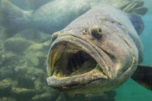 大西洋ゴリアテハタ