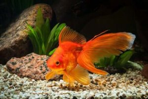 金魚にはどれくらい大きな水槽が必要なんだろう?