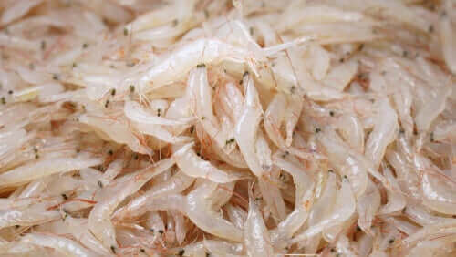 オキアミ 海 生態系