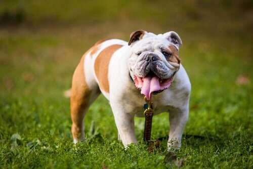 モロッサー系ってどんな犬？有名な５つの犬種をご紹介！