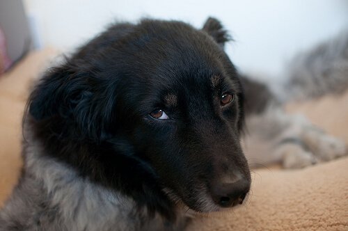 愛犬のために知っておきたい！エールリヒア症とは？