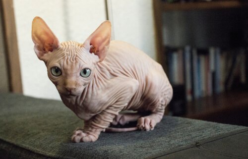 エキゾチックでユニークな猫たちを５種類ご紹介！