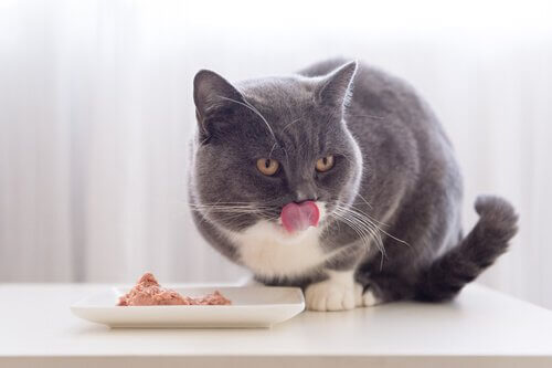 愛猫の健康的な食生活をサポートする方法 猫 食生活
