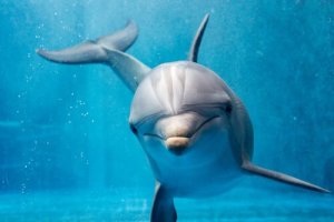 まるで人間みたい?!知的な動物イルカの行動について