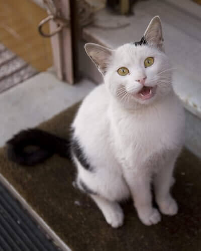 猫 鳴き声 知っておくべきすべてのこと 白い猫