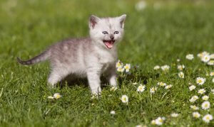 猫の鳴き声について知っておきたいポイントとは?