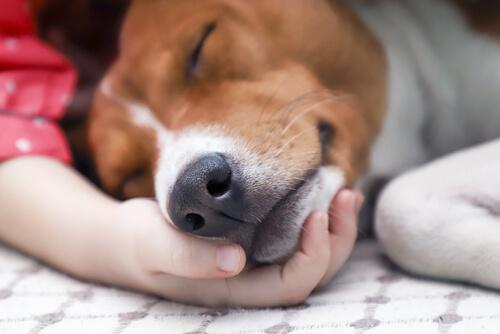 犬ジステンパーウイルス感染症ってどんな病気なんだろう？