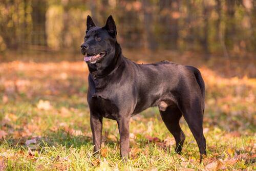 タイ生まれの犬！タイ・リッジバック・ドッグについて