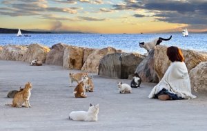 猫のたまり場「コロニー」:管理すべき理由とは?