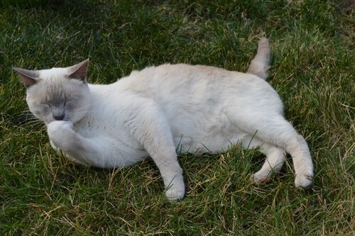 手を舐める猫 犬 猫 比較