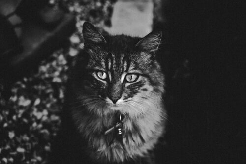 夜中に走り回る猫 猫 猛ダッシュ