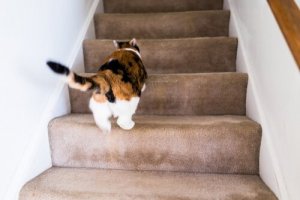 家の中を猛ダッシュで走るネコちゃん!その理由とは?