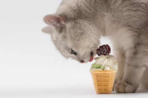 夏にぴったり！水分補給も忘れない！猫のためのレシピ