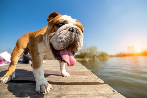 いよいよ春がやってくる？暑さが苦手な犬種について