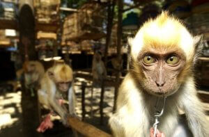 動物の違法取引!スペインはヨーロッパの違法取引の玄関口