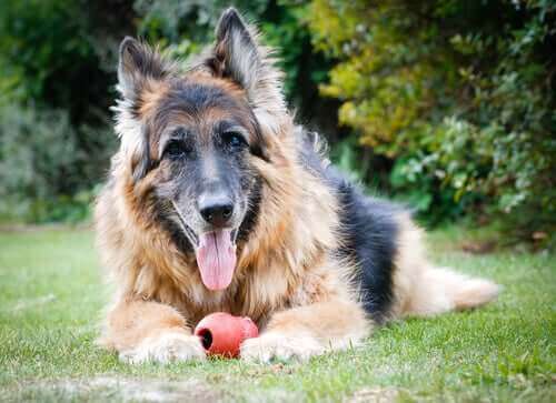 犬の加齢について：歳をとった犬を補助する時のアドバイス