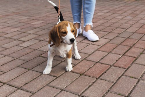 あなたのワンちゃんは大丈夫？犬の歯周病について